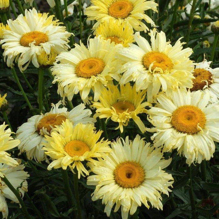 Shasta Daisy, Goldfinch Shasta Daisy