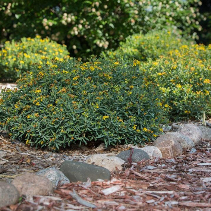 St. John's Wort, First Editions® Cobalt-n-Gold™ St. John's Wort
