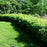 Dogwood, Huron® Dogwood