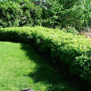 Dogwood, Huron® Dogwood