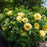 Paeonia 'Bartzella'  - Bartzella Itoh Peony