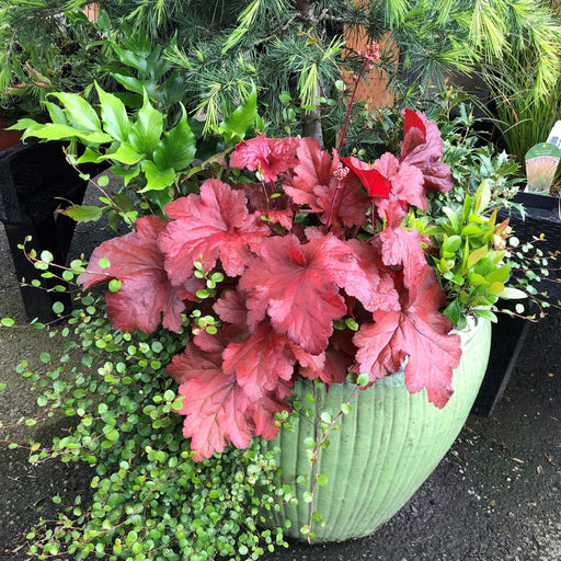 Coral Bells, Forever® Red Heuchera