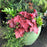 Coral Bells, Forever® Red Heuchera
