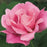 Rose, Perfume Delight Rose