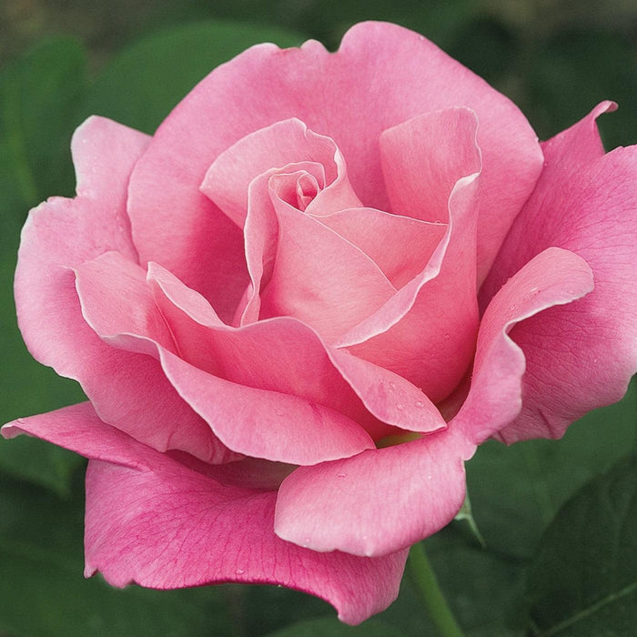Rose, Perfume Delight Rose