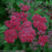 Spiraea japonica 'SMNSJMFR' PP#26,993  - Double Play® Red Spirea