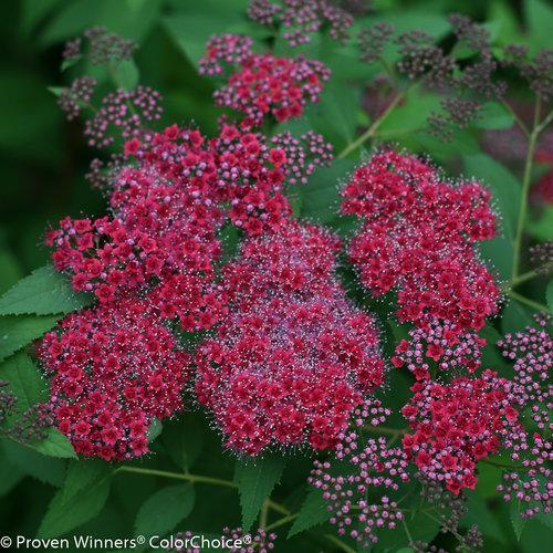 Spiraea japonica 'SMNSJMFR' PP#26,993  - Double Play® Red Spirea