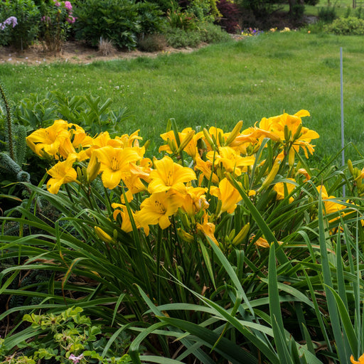 Daylily, Buttered Popcorn Daylily