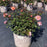 Rose, Apricot Drift® Rose