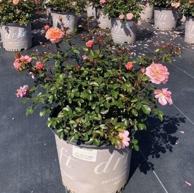 Rose, Apricot Drift® Rose