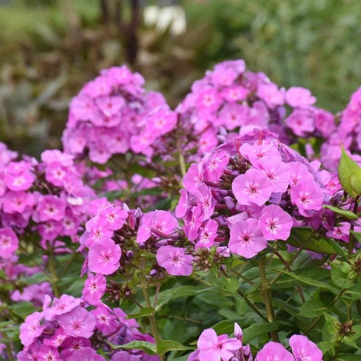 Phlox, Luminary® Evening Glow Phlox
