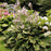 Hosta, Earth Angel Hosta