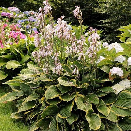 Hosta, Earth Angel Hosta