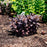 Sedum, Puff Pastry™ Raspberry Stonecrop