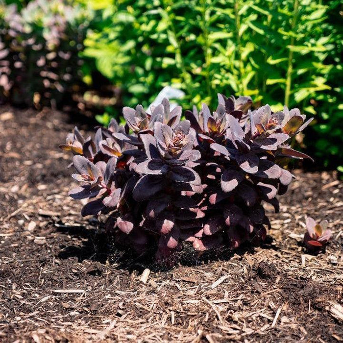 Sedum, Puff Pastry™ Raspberry Stonecrop