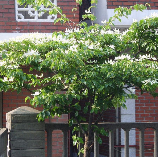 Dogwood,  Kousa Dogwood