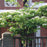 Dogwood,  Kousa Dogwood
