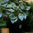 Hosta, First Frost Hosta