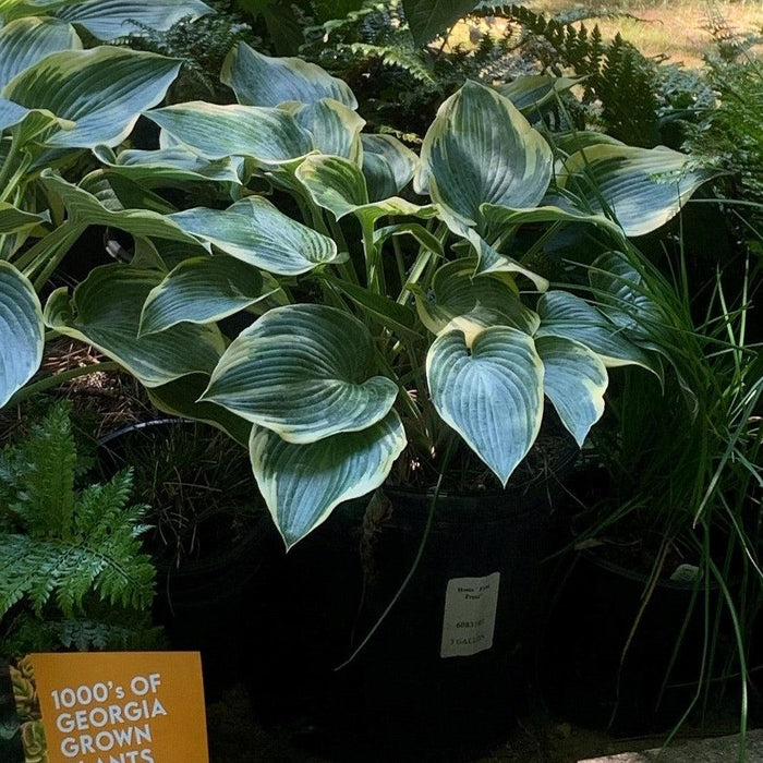 Hosta, First Frost Hosta