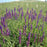 Salvia, Blue Bouquetta Meadow Sage