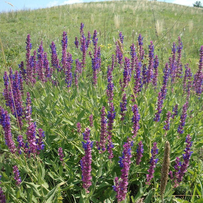 Salvia, Blue Bouquetta Meadow Sage