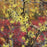 Witch Hazel