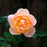 Rose, The Lark Ascending® Rose