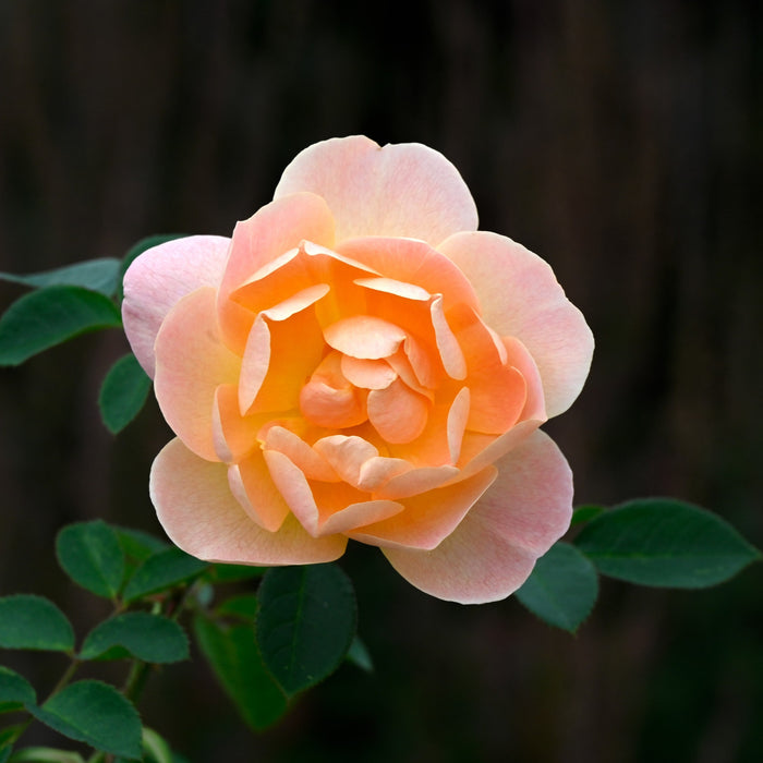Rose, The Lark Ascending® Rose