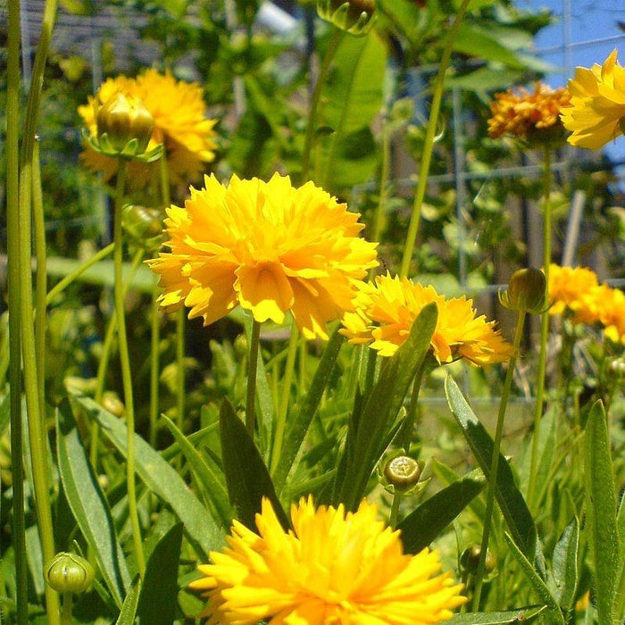 Tickseed, Solanna™ Golden Sphere Tickseed