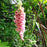 Foxglove, Strawberry Foxglove