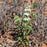 Monarda punctata  - Spotted Beebalm