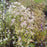 Aster, White Wood Aster