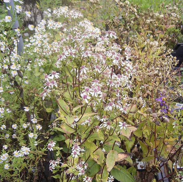 Aster, White Wood Aster