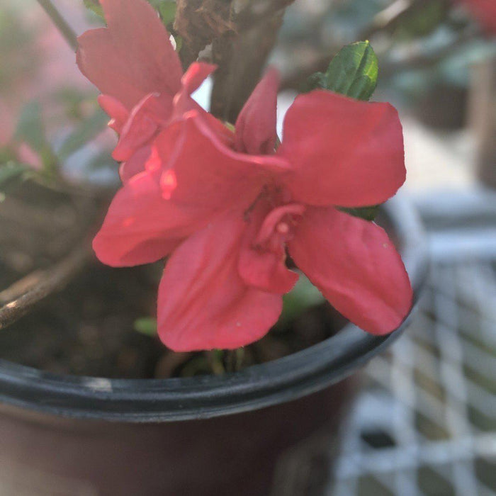 Azalea, Encore Autumn Bonfire Azalea