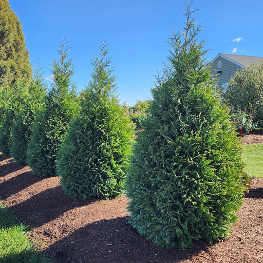 Arborvitae, Junior Giant Arborvitae