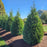 Arborvitae, Junior Giant Arborvitae