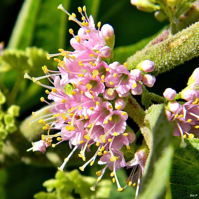 Beautyberry, American Beautyberry