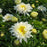 Shasta Daisy, PW® Amazing Daisies® Marshmallow Shasta Daisy