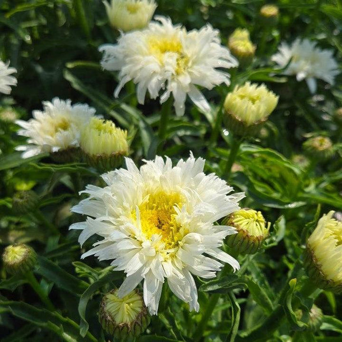 Shasta Daisy, PW® Amazing Daisies® Marshmallow Shasta Daisy