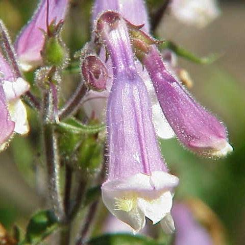 Beardtongue, Hairy Beardtongue