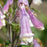 Beardtongue, Hairy Beardtongue