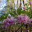 Azalea, Pinxterbloom Azalea