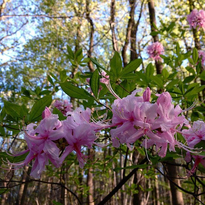 Azalea, Pinxterbloom Azalea