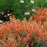 Hyssop, Kudos™ Mandarin Hummingbird Mint