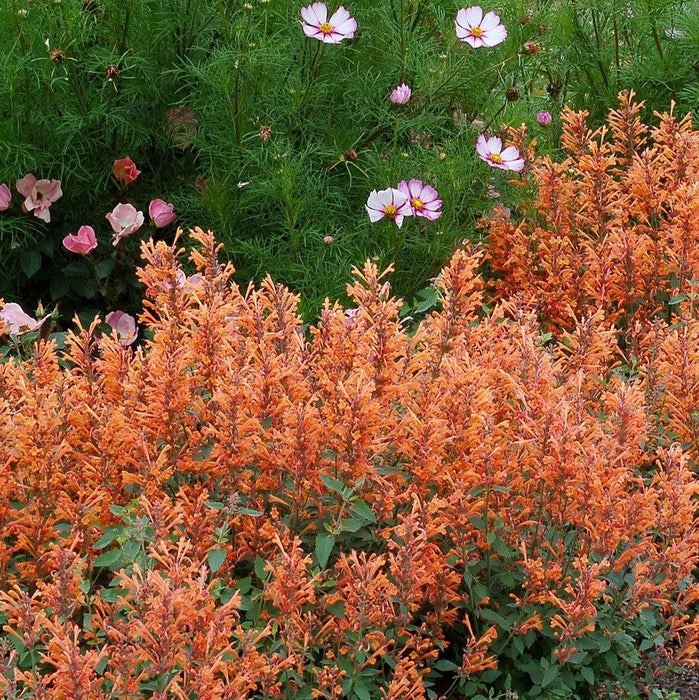 Hyssop, Kudos™ Mandarin Hummingbird Mint