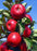 Apple, Northpole Columnar Variety (Malus X Northpole), 7 gal.