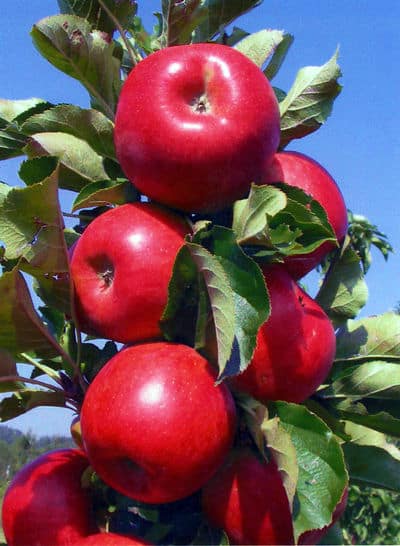 Apple, Northpole Columnar Variety (Malus X Northpole), 7 gal.