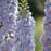 Delphinium, Guardian Lavender Delphinium