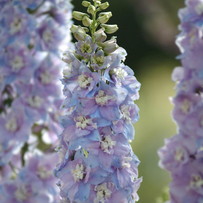 Delphinium, Guardian Lavender Delphinium