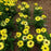 Coneflower, Sombrero® Summer Solstice Coneflower